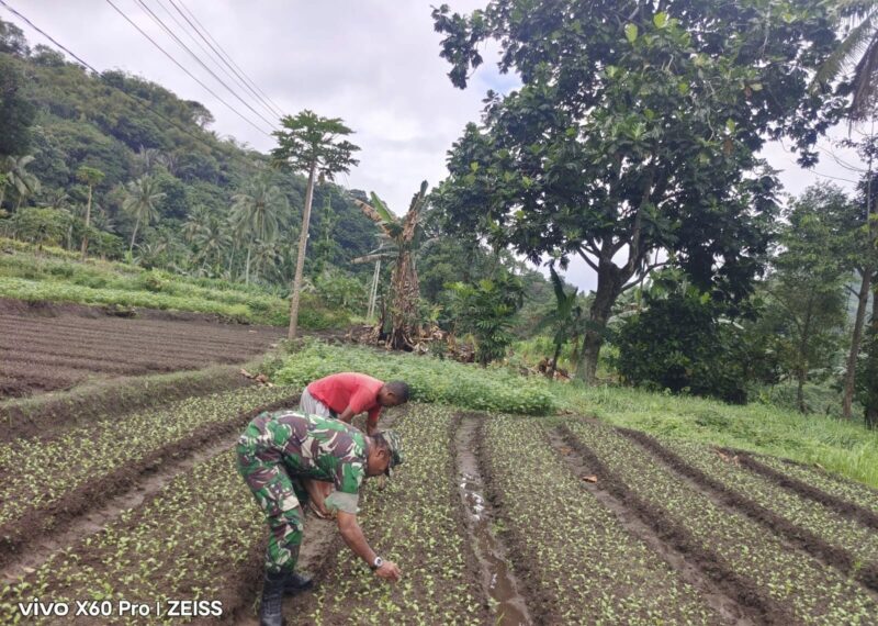 Babinsa Koramil 1602-01 Ajak Warga Lokoboko Semangat Bertani dan Jaga Keamanan